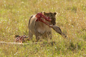 lion